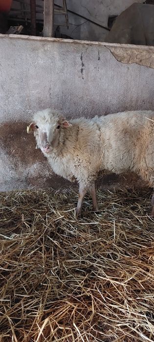 Borrega Churra do minho