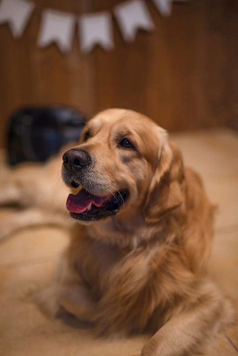 Golden Retriever