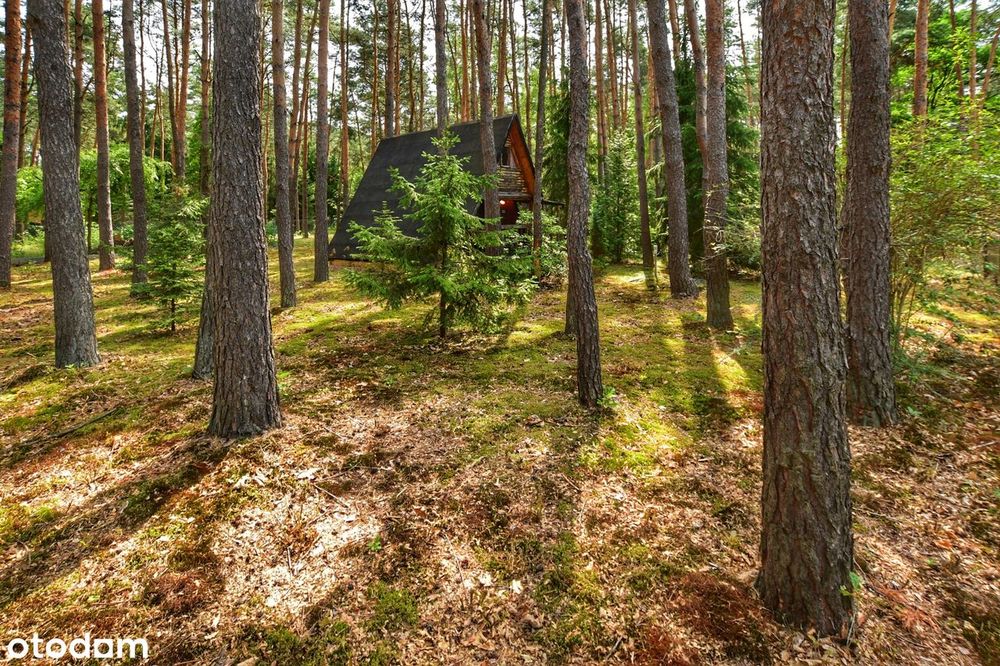 Dwie leśne działki z klimatem, zabudowa letniskowa i całoroczna