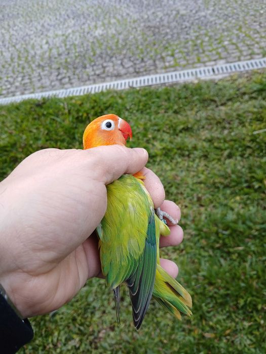 Agaponis Personatas e ficher