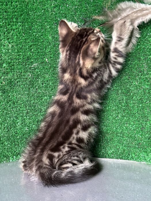 Три мальчика бенгала