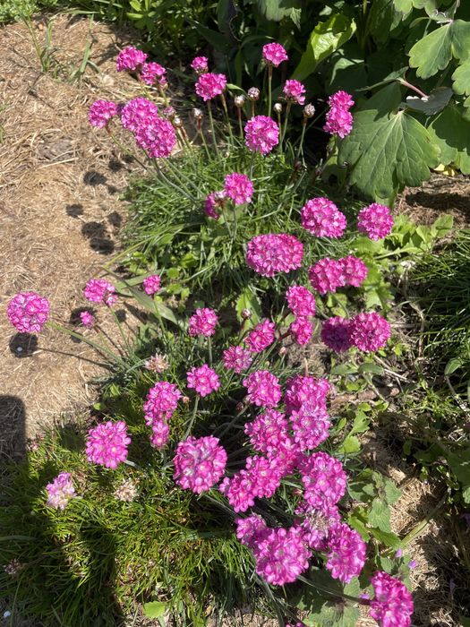 Złocień właściwy,byliny wieloletnie