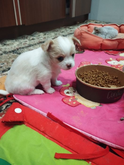 Цуценята чіхуахуа