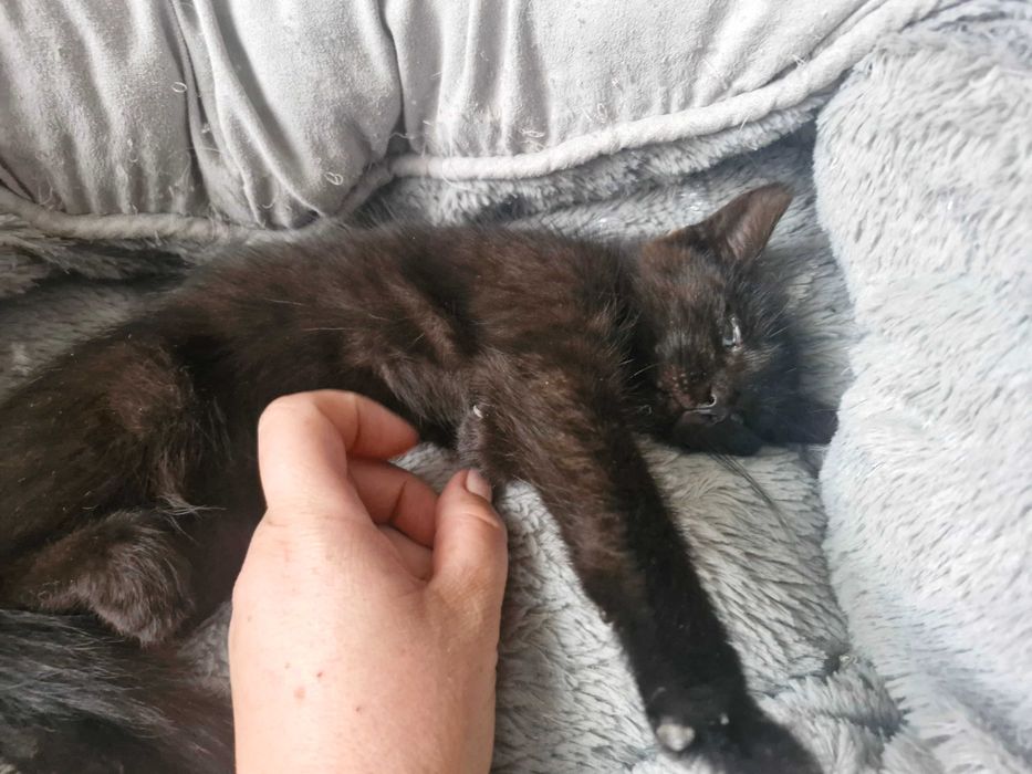 Zwierzęta koty do adopcji