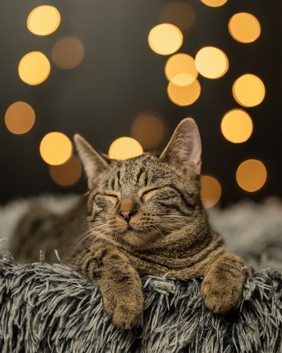 Bure kotki pragna domku