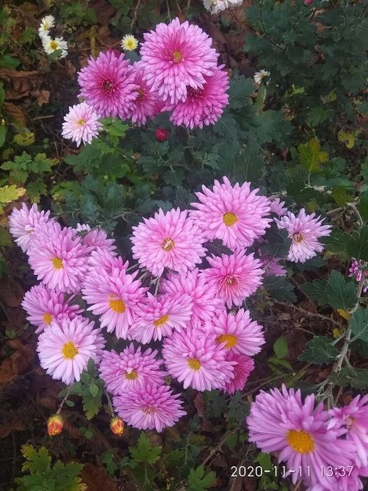 Хризантема не висока