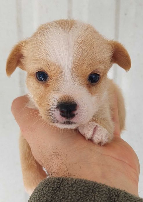 Podengo pequeno português cachorro