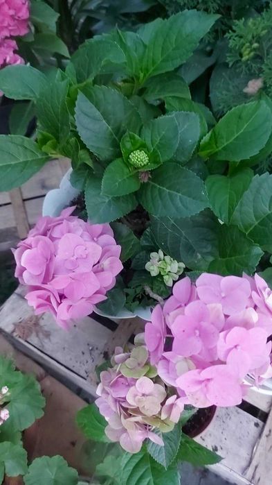 Гортензія рожева кімнатна