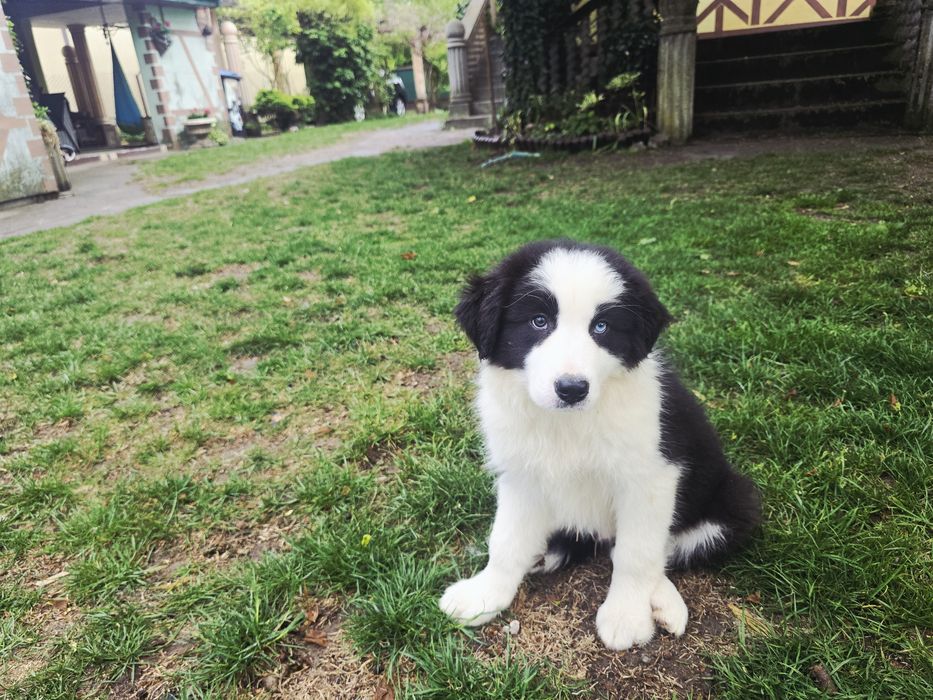 Border Collie ZKwP FCI