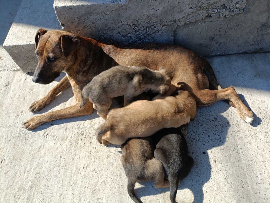 Цуцики віддам безкоштовно