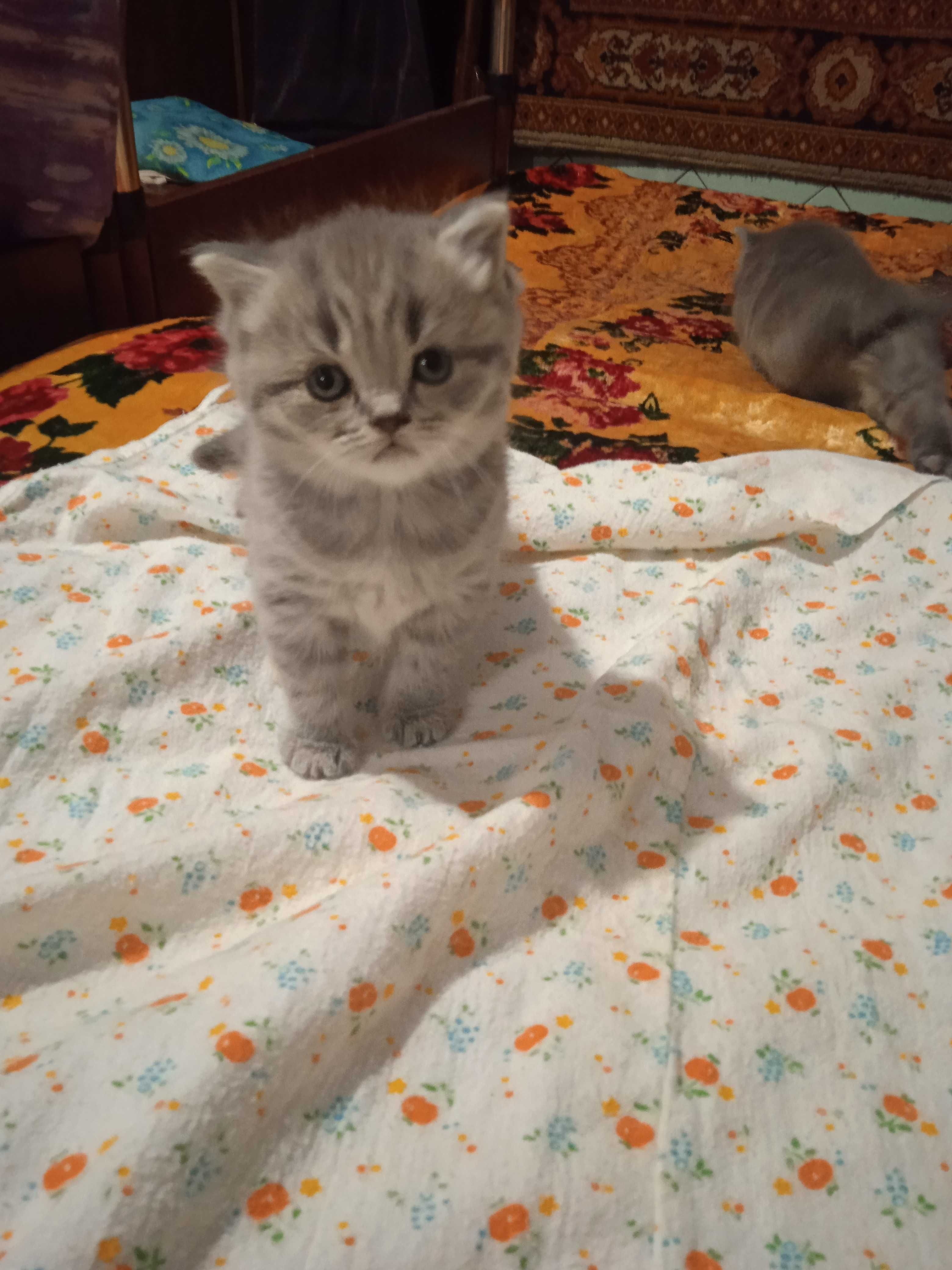 Кошенята шотландської весловухої: 1 000 грн. - Коти Черкаси на Olx