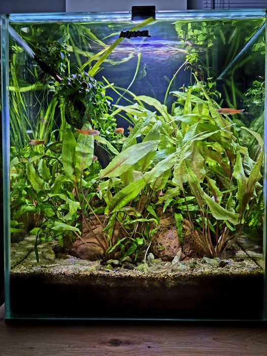 Akwarium Aquael Shrimp Set Duo 35x35x40