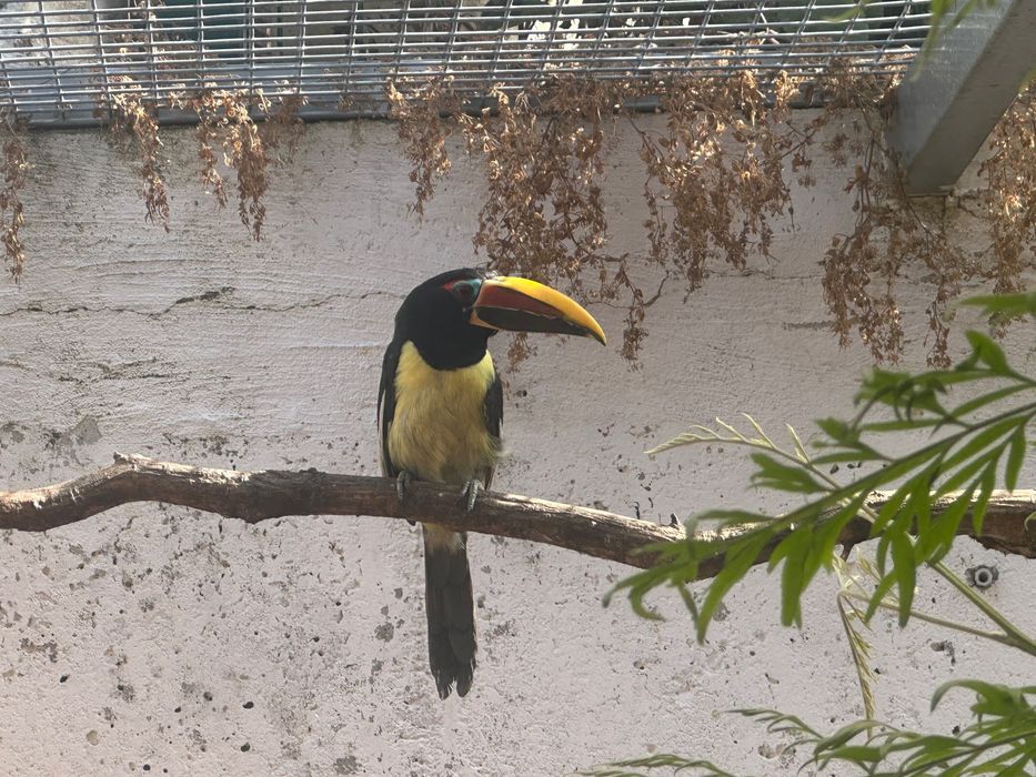 casal de araçaris-miudinhos (Pteroglossus viridis),