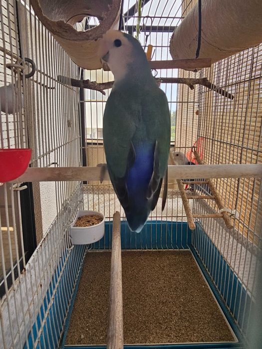 4 Agapórnis + gaiola
