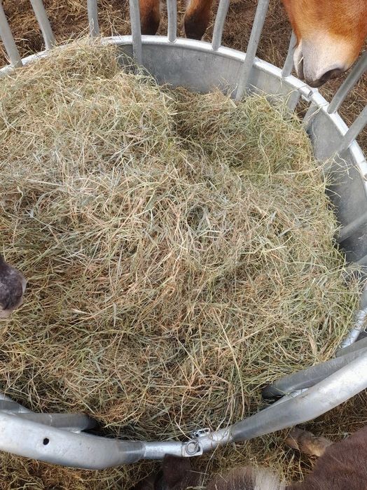 Sianokiszonka siano dla koni bydła