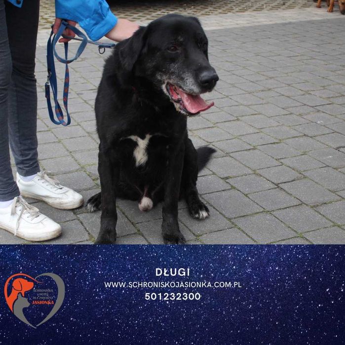 DŁUGI do adopcji – Schronisko Jasionka