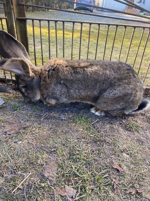 Samiec Olbrzym Belgijski