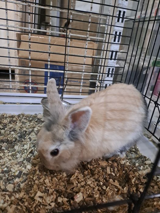 Декоративный кролик