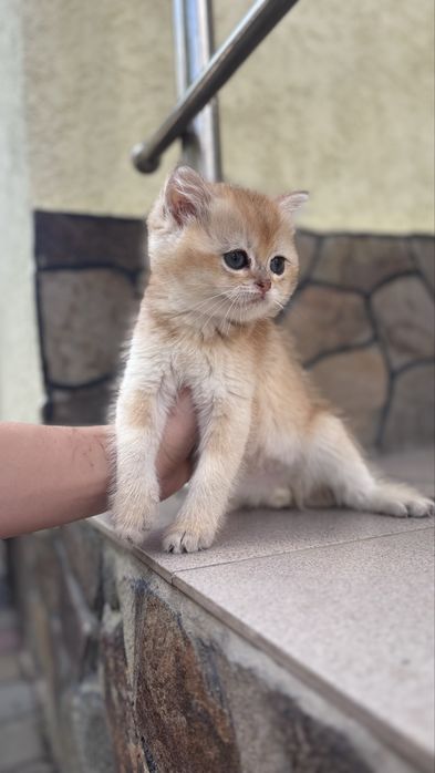 Грайливе кошенятко золотоі шиншили