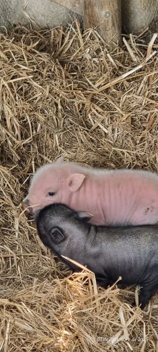 Porquinhos vietnamitas