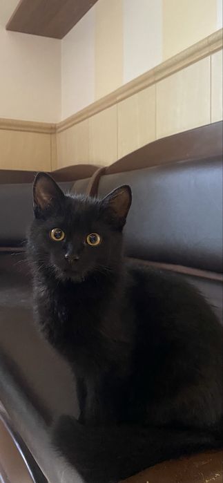 Шукає родину кошеня