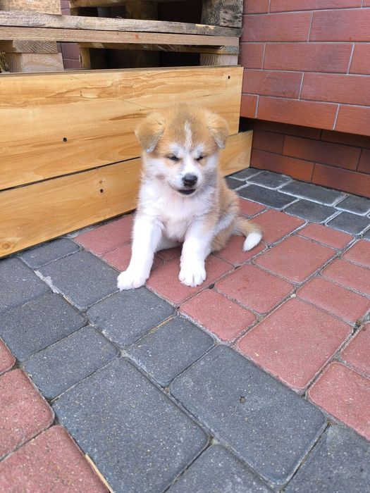Sprzedam Akita Inu Piesek z Rodowodem