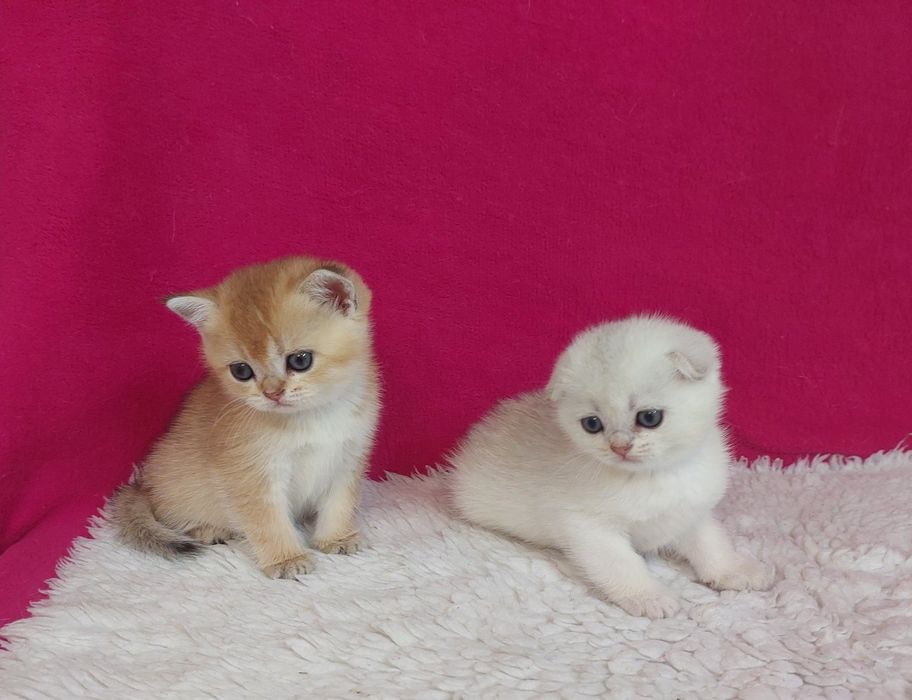 Золоті, кошенята для вашої родини