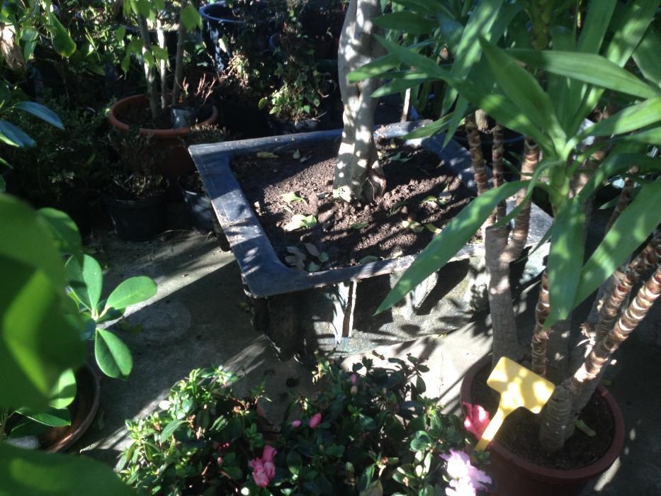 100 Vasos / Cuvetes / Tinas EM FIBRA para Plantas ou hortícolas