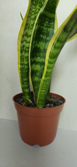 Planta Espada de São Jorge em Vaso 12,5 cm