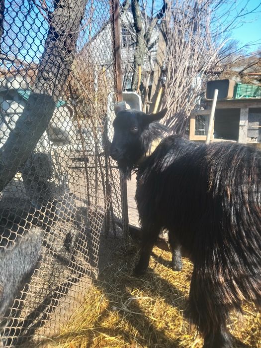 Козёл для вязки на племя.