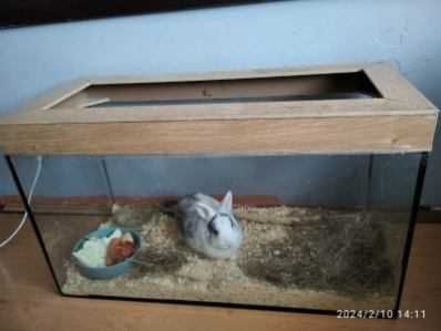 Sprzedam królika wraz z wyposażeniem