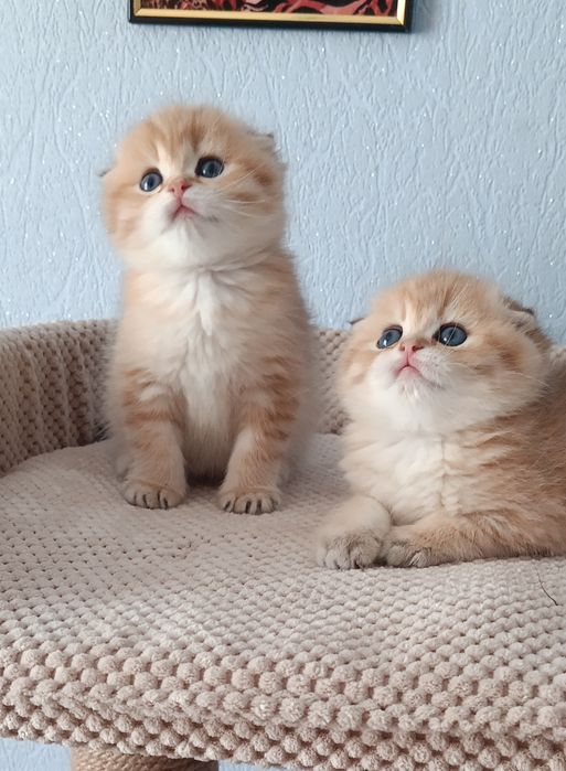 Пухнасті антистресики