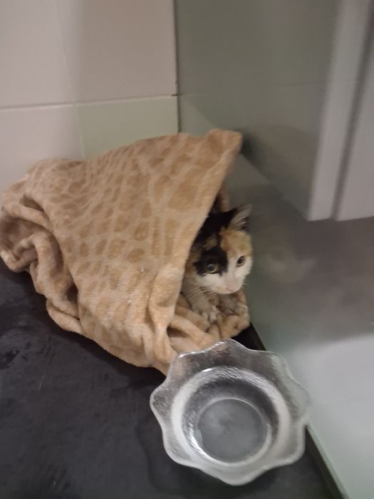 Gatinha c/ 6meses  já desparazitada