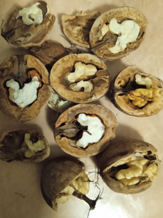 Горіх грецький цілий