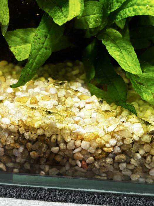 Krewetki neocaridina 20 sztuk