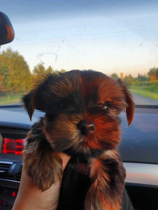 YorkShire Terrier mini piesek