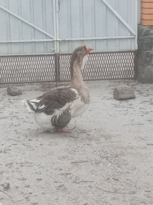 Гуси холмогори, птиця