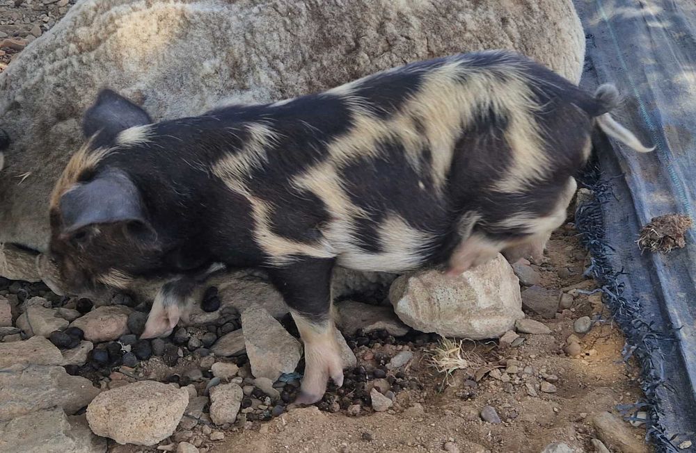 Porcinhos de kunekune