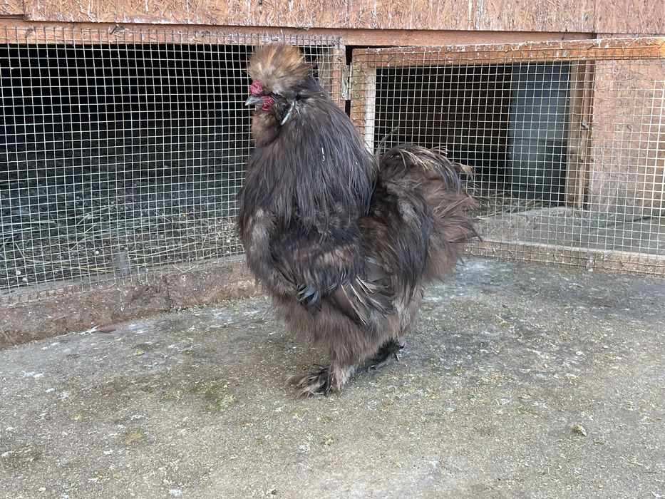 Witam sprzedam koguta silke USA