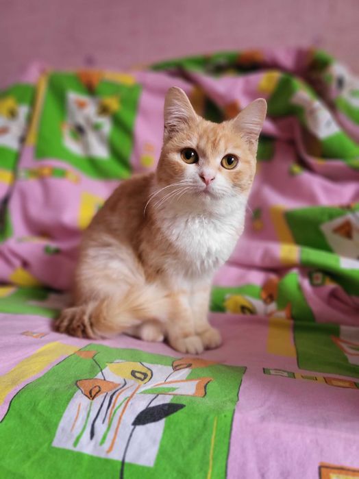 Метис рэгдолл и экзота