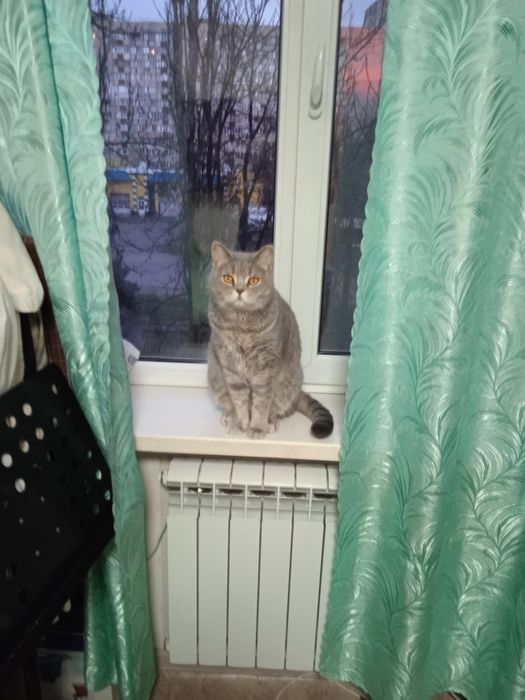 Продам кота породи британец