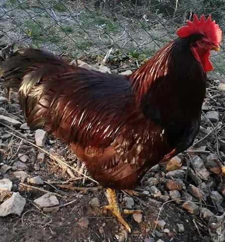 Vendo ovos e pintos  Jersey Gigante, Malines e Rhode Island Red