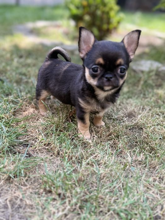 Malenki mini  piesek chihuahua