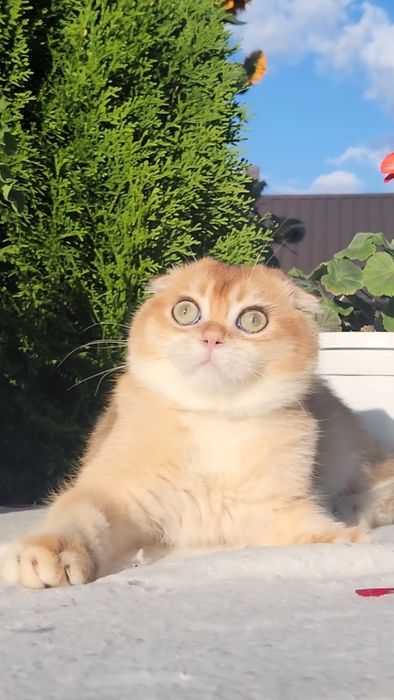 шотландське кошеня золота шиншила