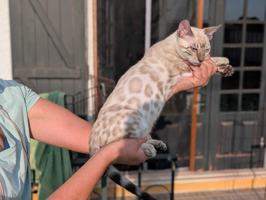 Lindo Gatinha Bengal Snow Femêa