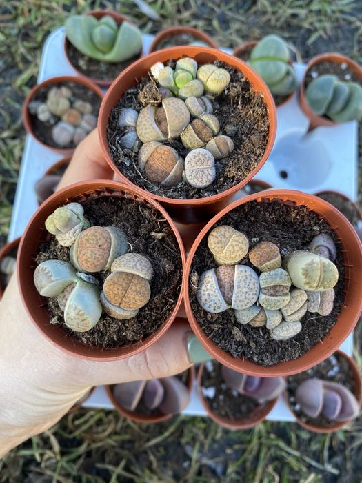 Літопси , живі камінці