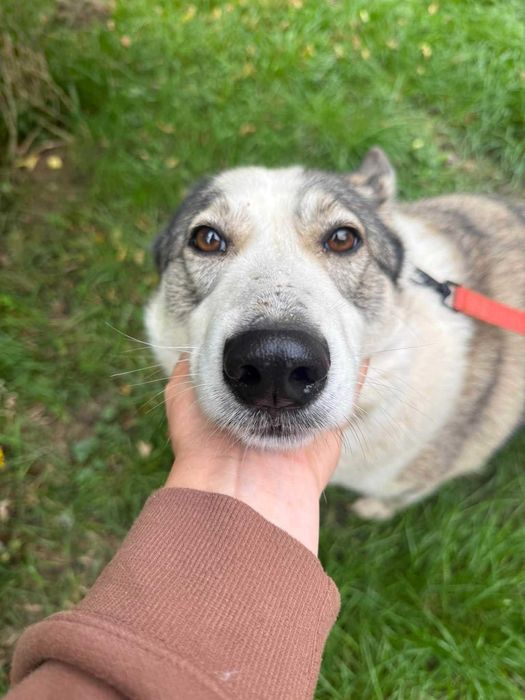 Świetna bezkonfliktowa komunikacja z innymi psami, łagodna, towarzyska natura. Stella w typie łajki do adopcji