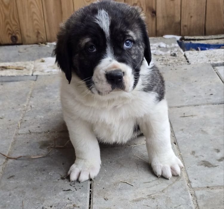 Owczarek środkowowazjatcki