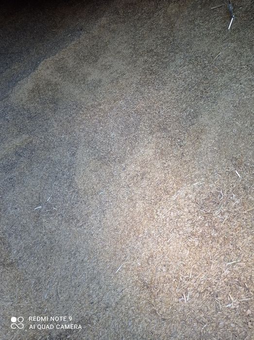 Owies jary odmiana Lion