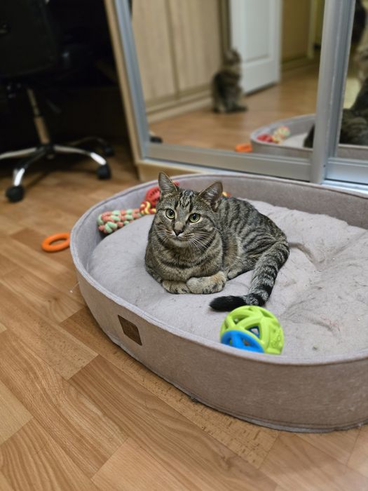 Котик в добрі ручки!